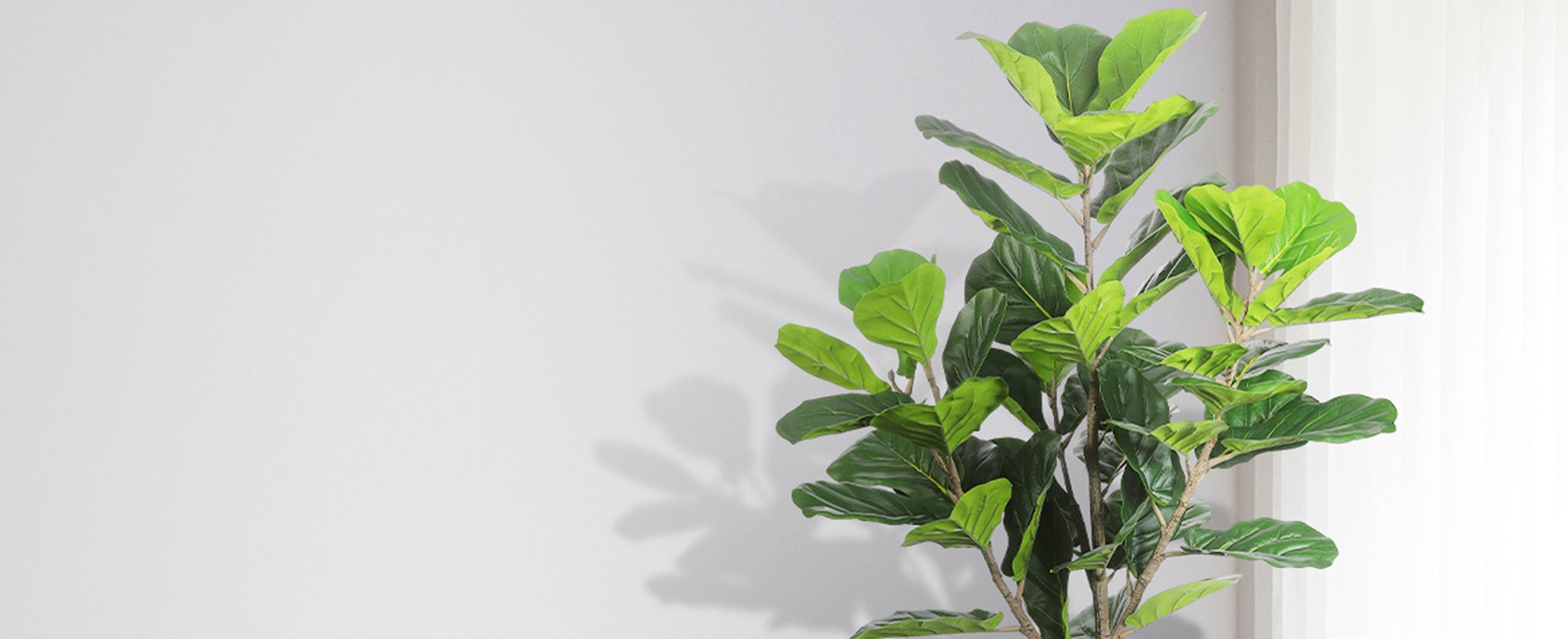 Fiddle Leaf Fig Trees