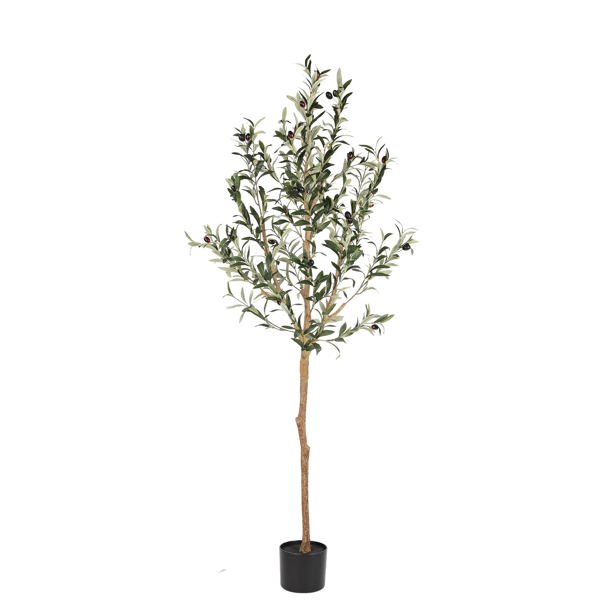 realead olive tree