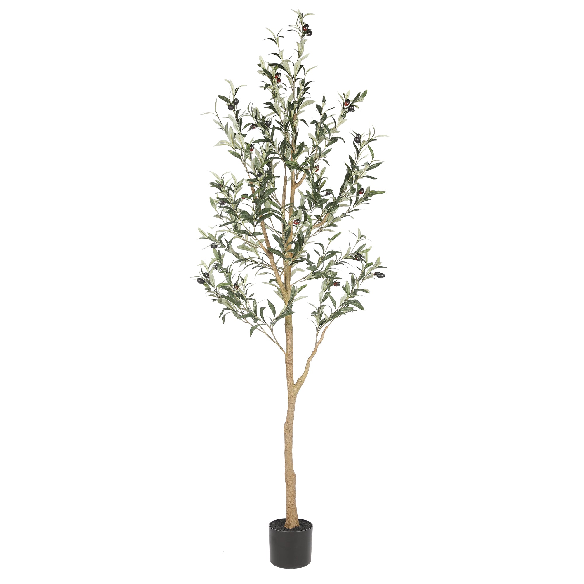 realead olive tree