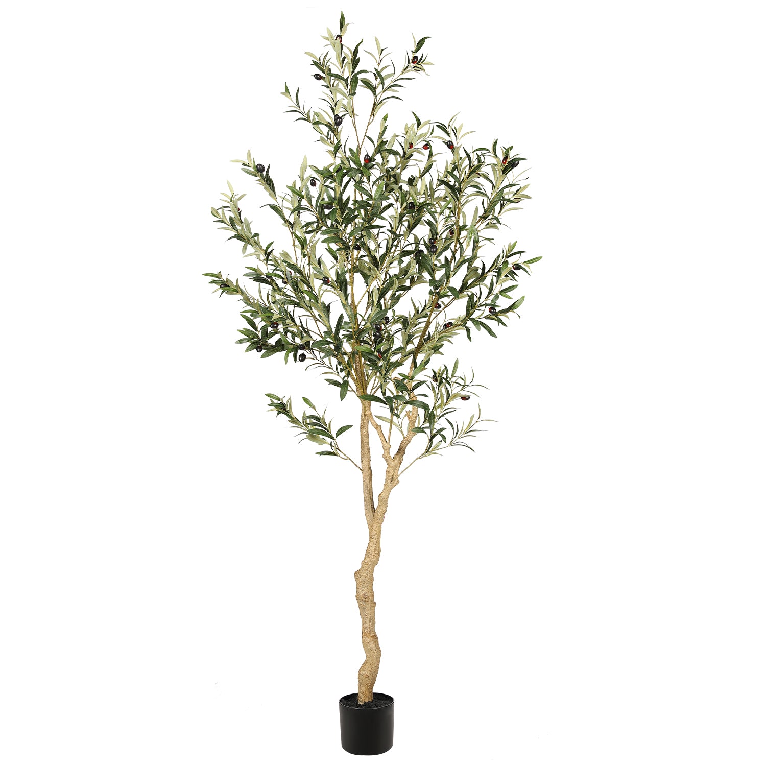 6ft olive tree branch
