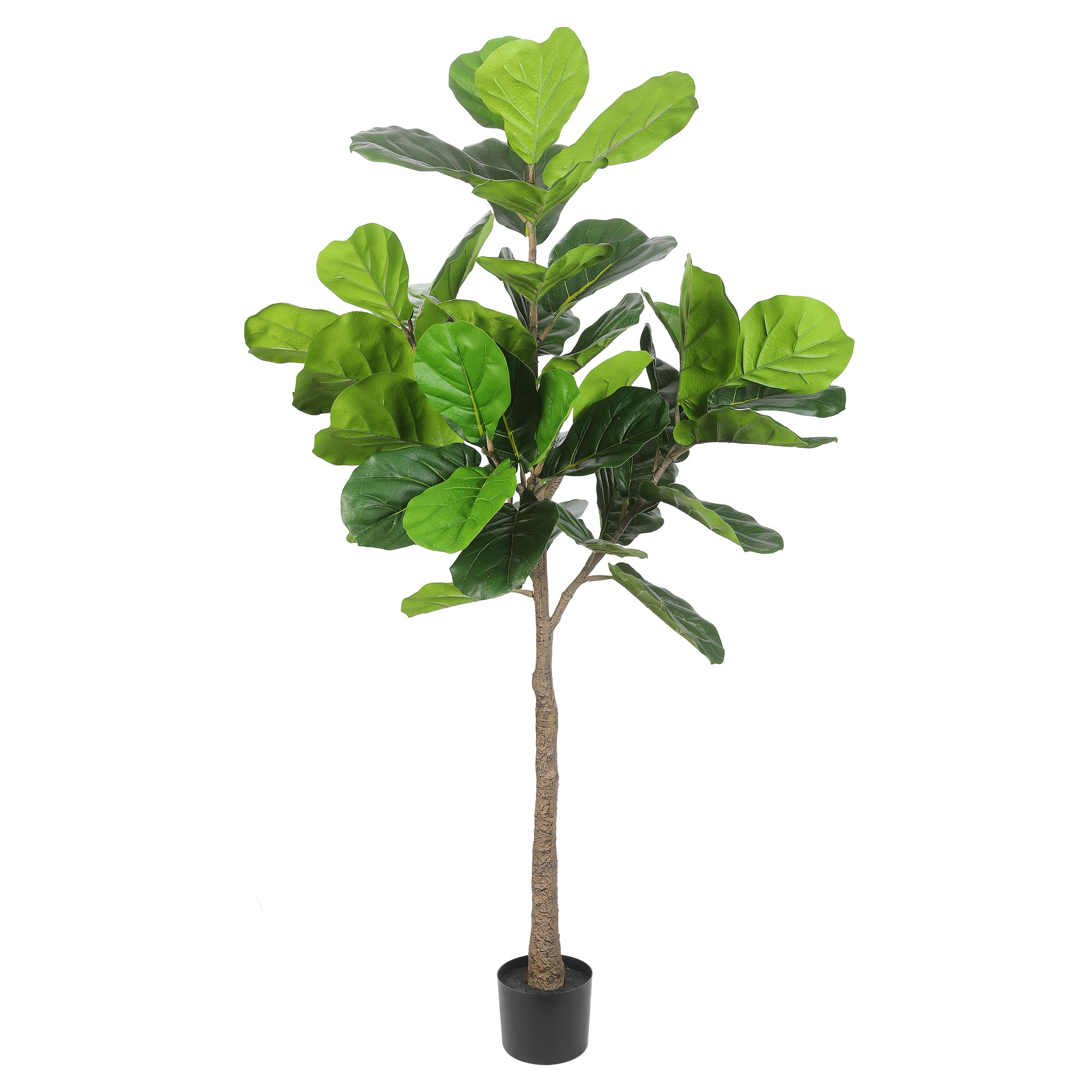 realead olive tree