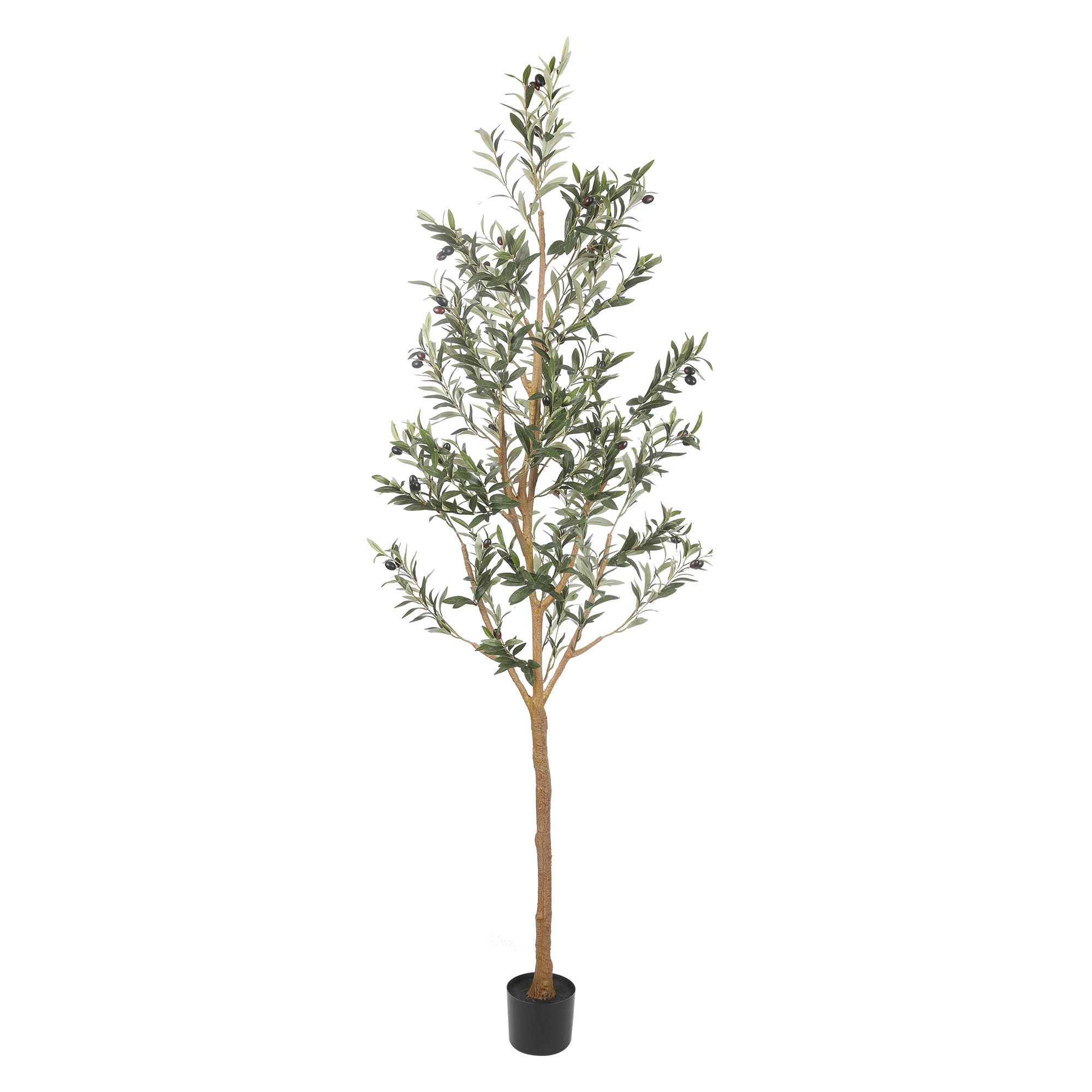 realead olive tree