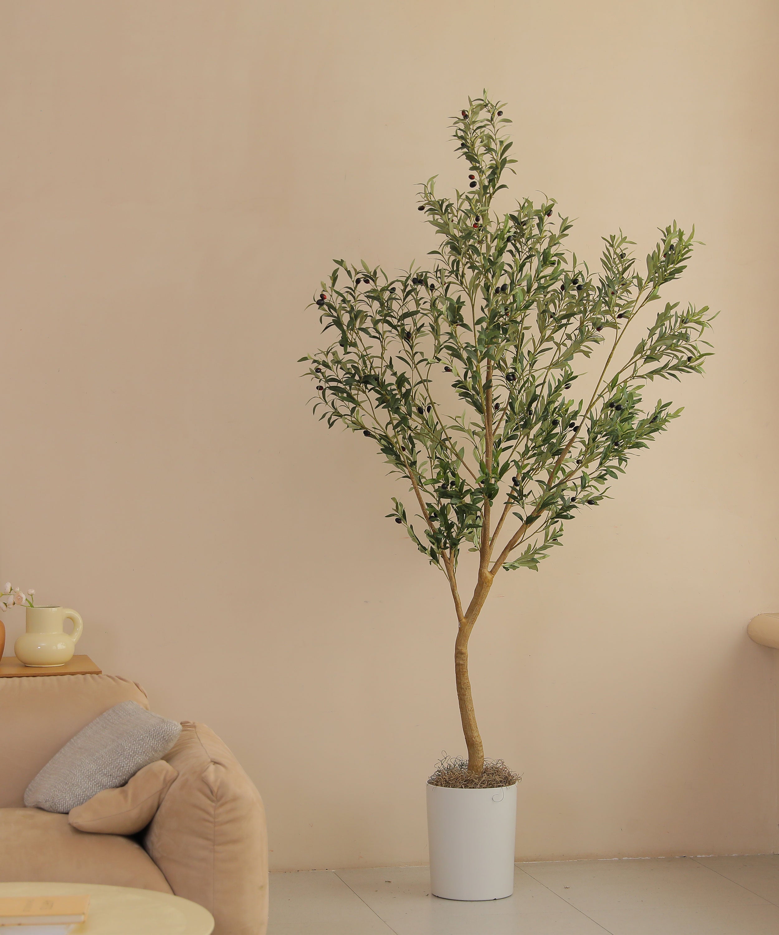 8ft olive tree branch