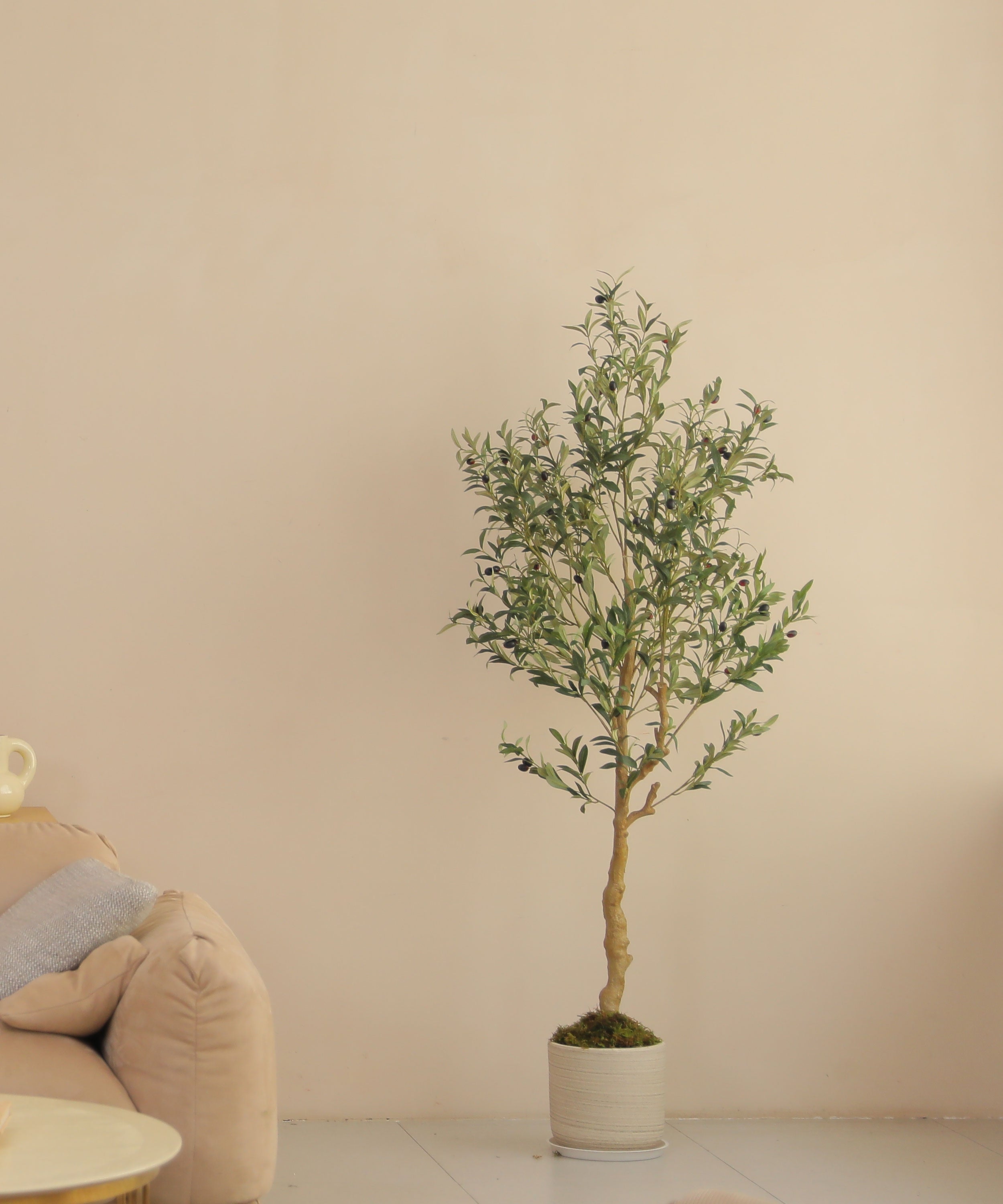 6ft olive tree branch