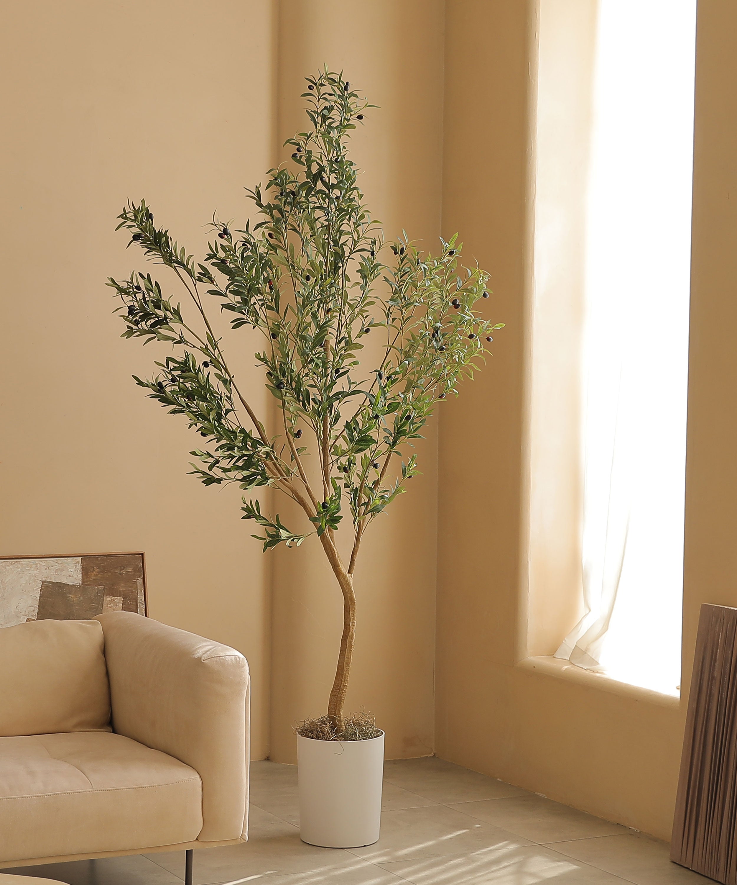 8ft olive tree branch