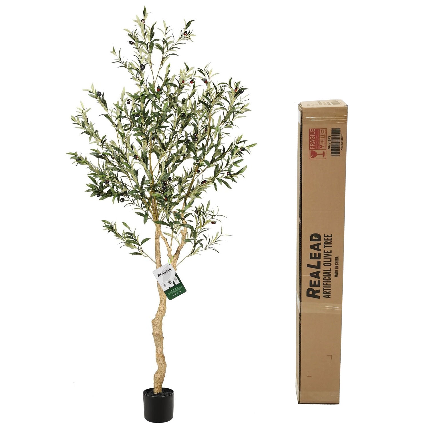 realead olive tree