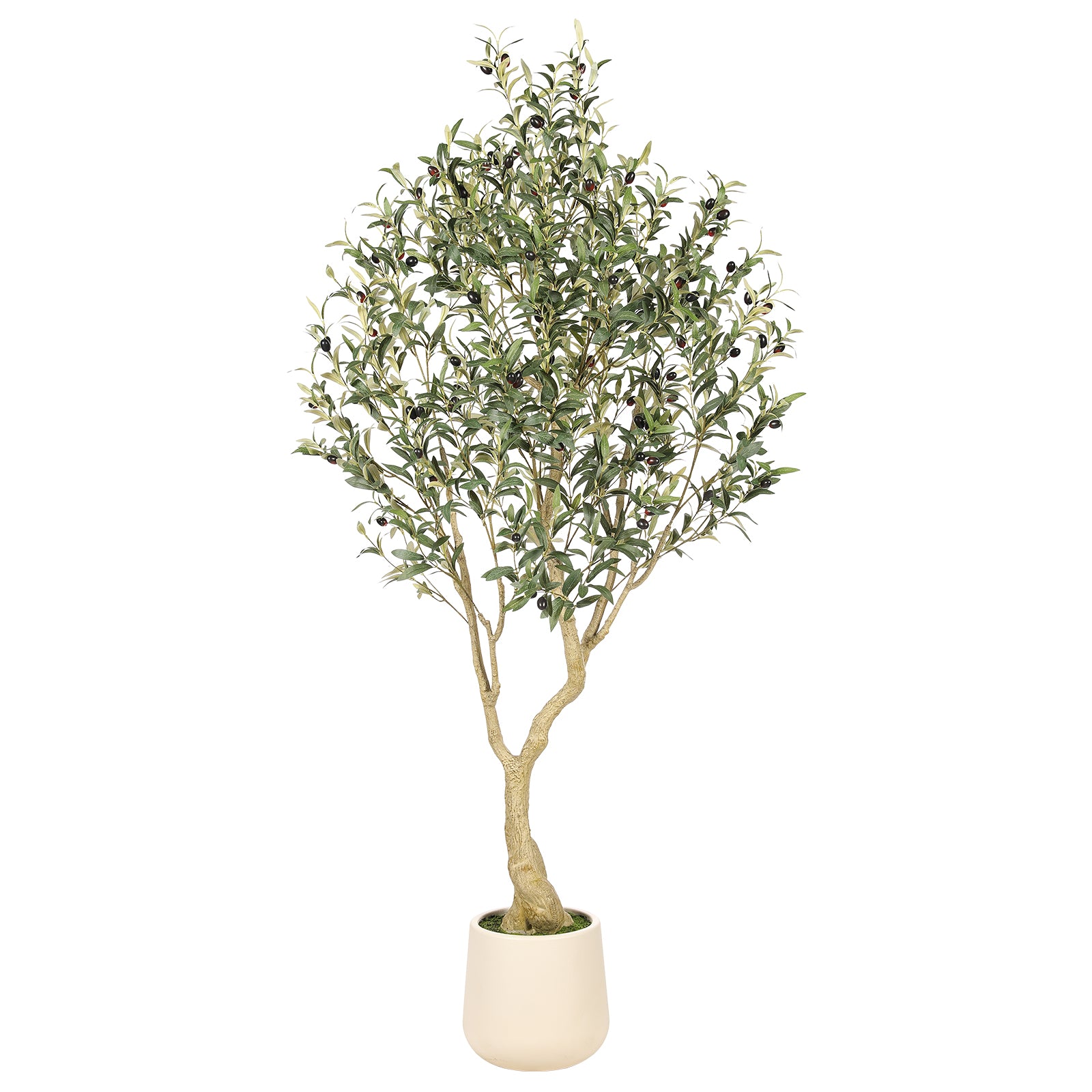 6’ Olive Tree with Planter