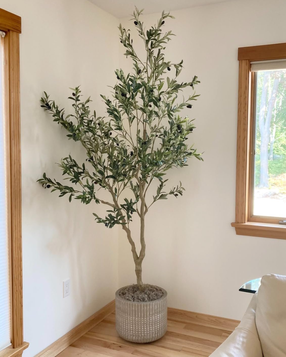 realead olive tree