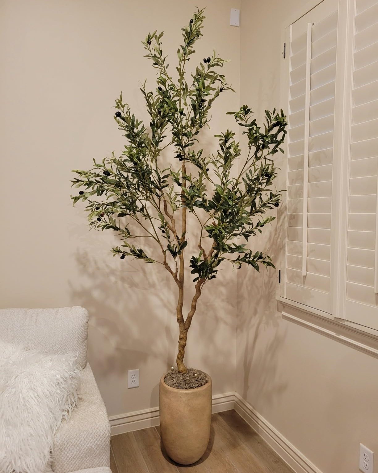 realead olive tree