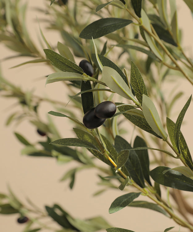 olive leaf