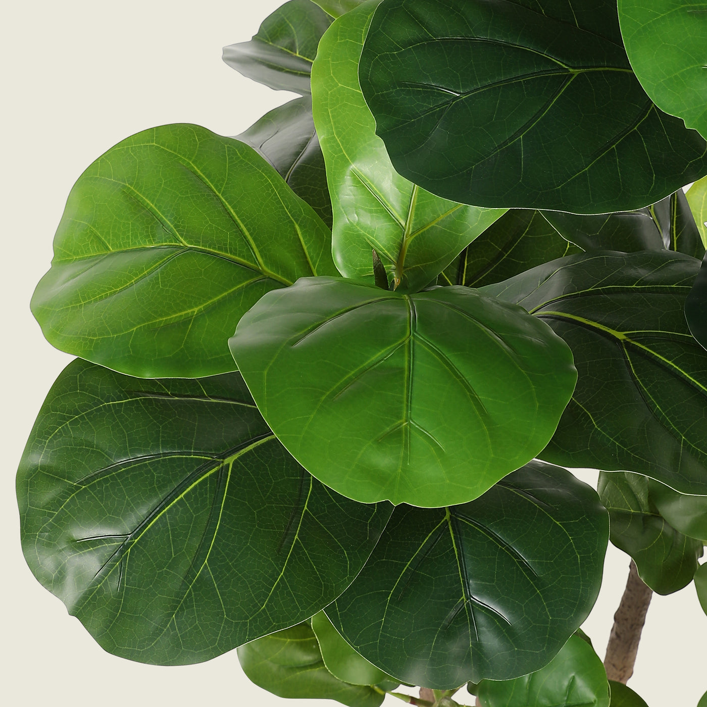 6' fiddle leaf fig 6'Fiddle Leaf Fig Tree with Planter – REALEAD